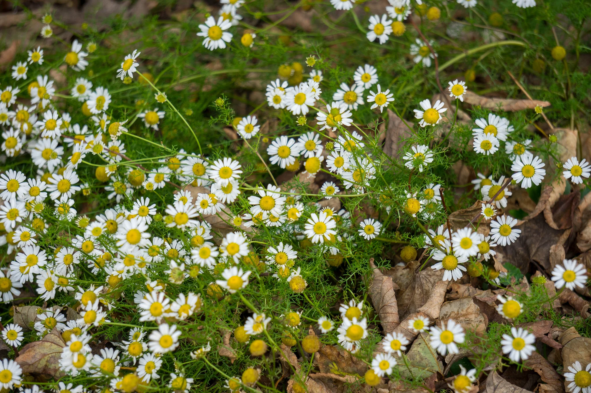 German Chamomile