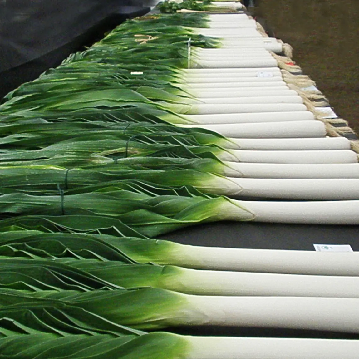Giant Musselburgh Leeks