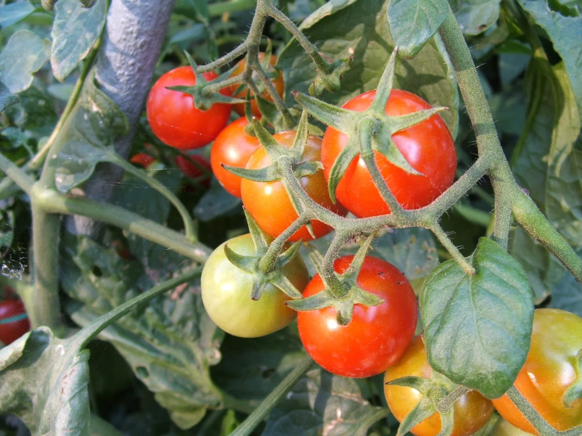 Glacier Tomatoes