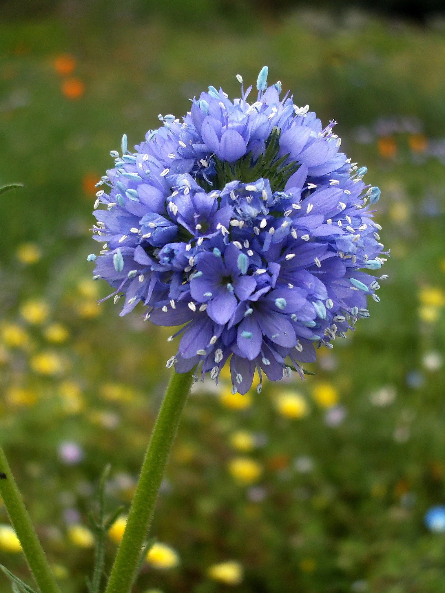 Globe Gilia Flowers