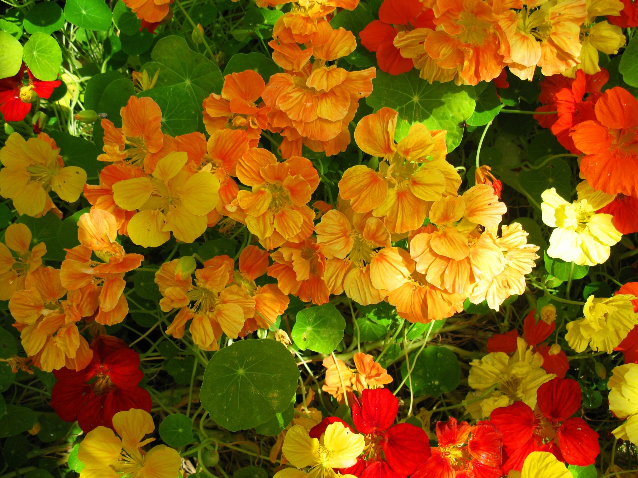 Glorious Gleam Nasturtium Flowers