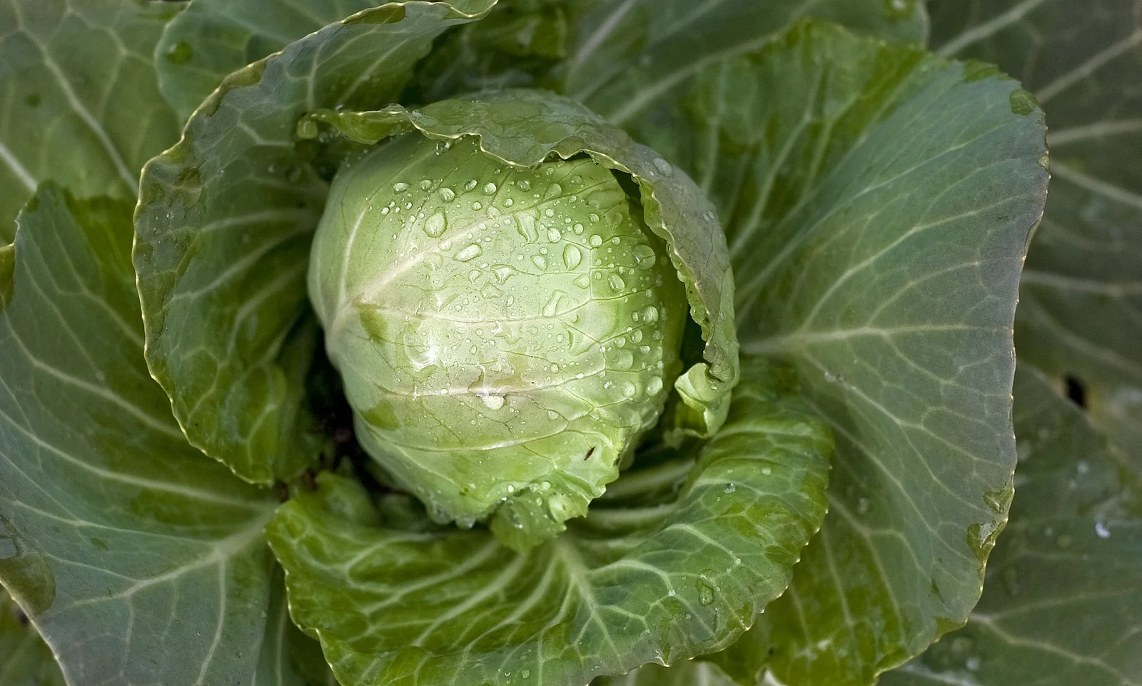 Glory of Enkhuizen Cabbage