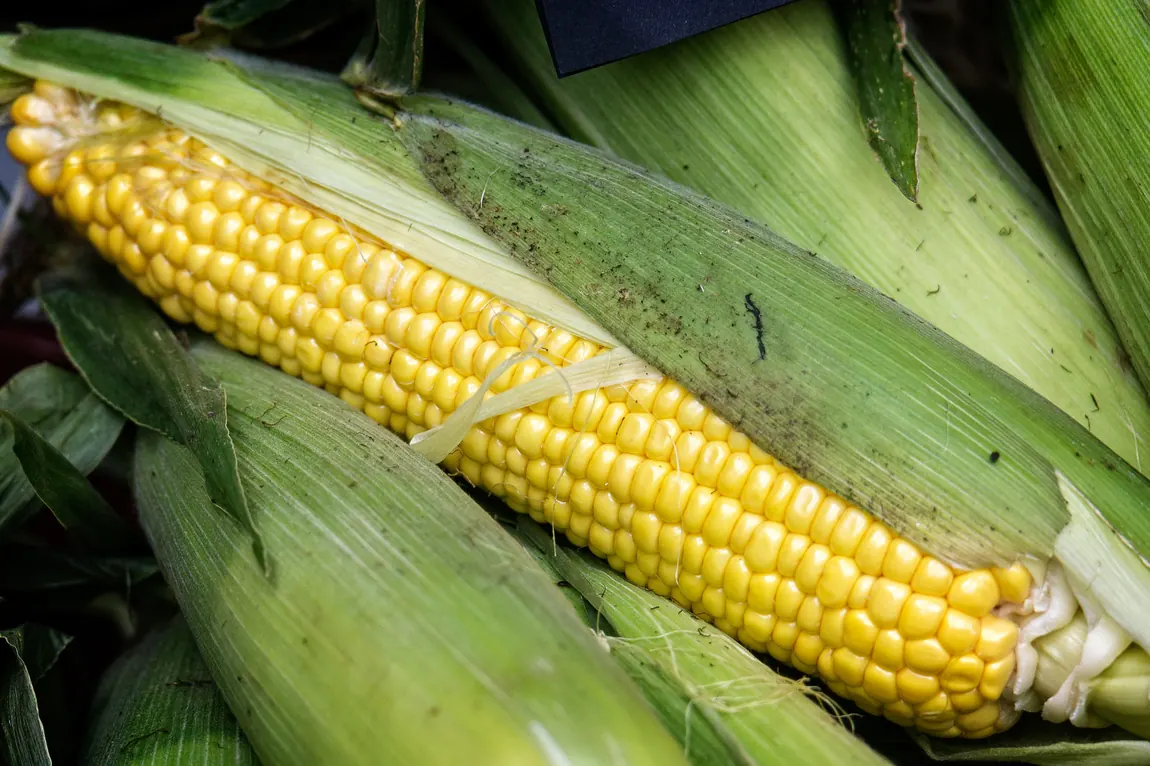 Golden Bantam Sweet Corn