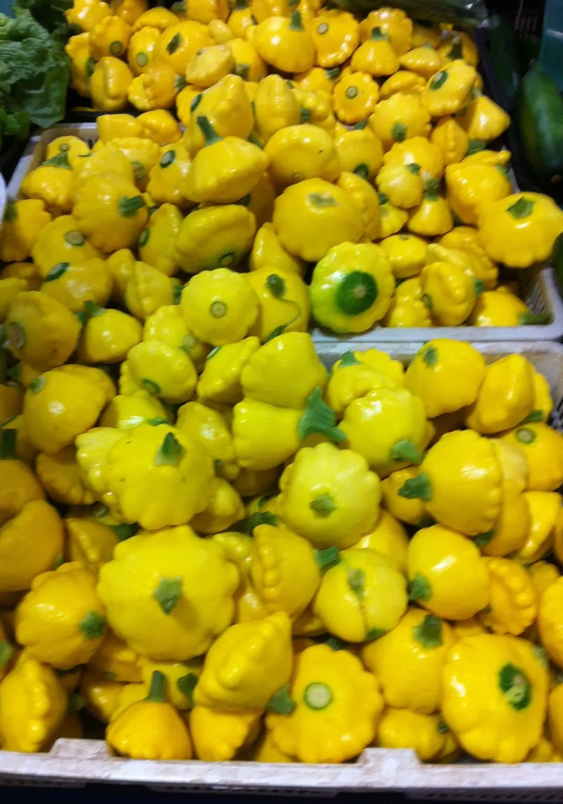 Golden Bush Scallop Summer Squash