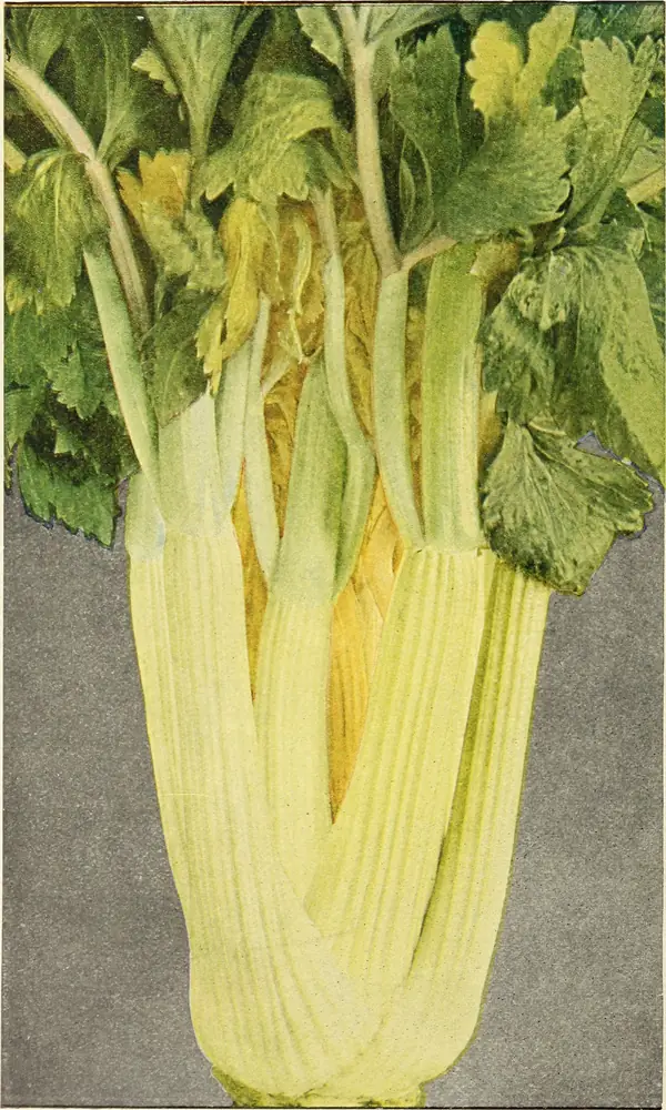 Golden Celery