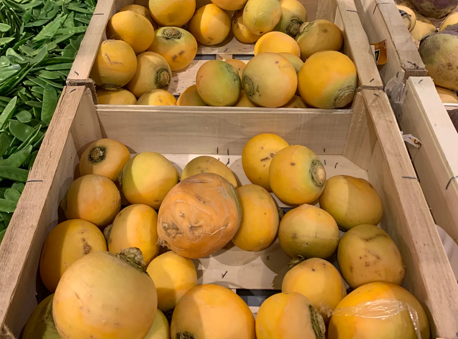 Golden Globe Turnips