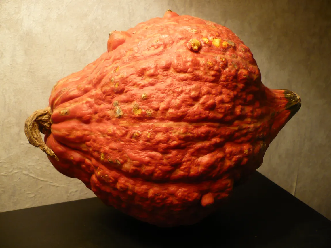Golden Hubbard Winter Squash