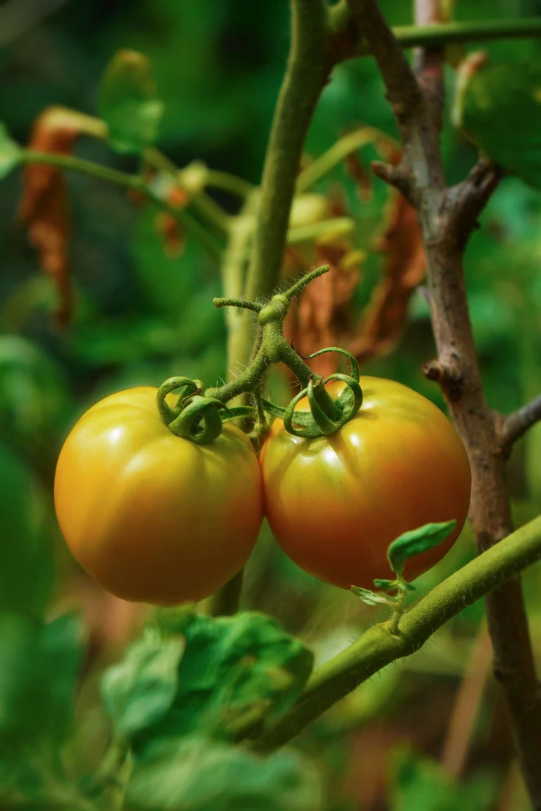 Golden Sunray Tomatoes