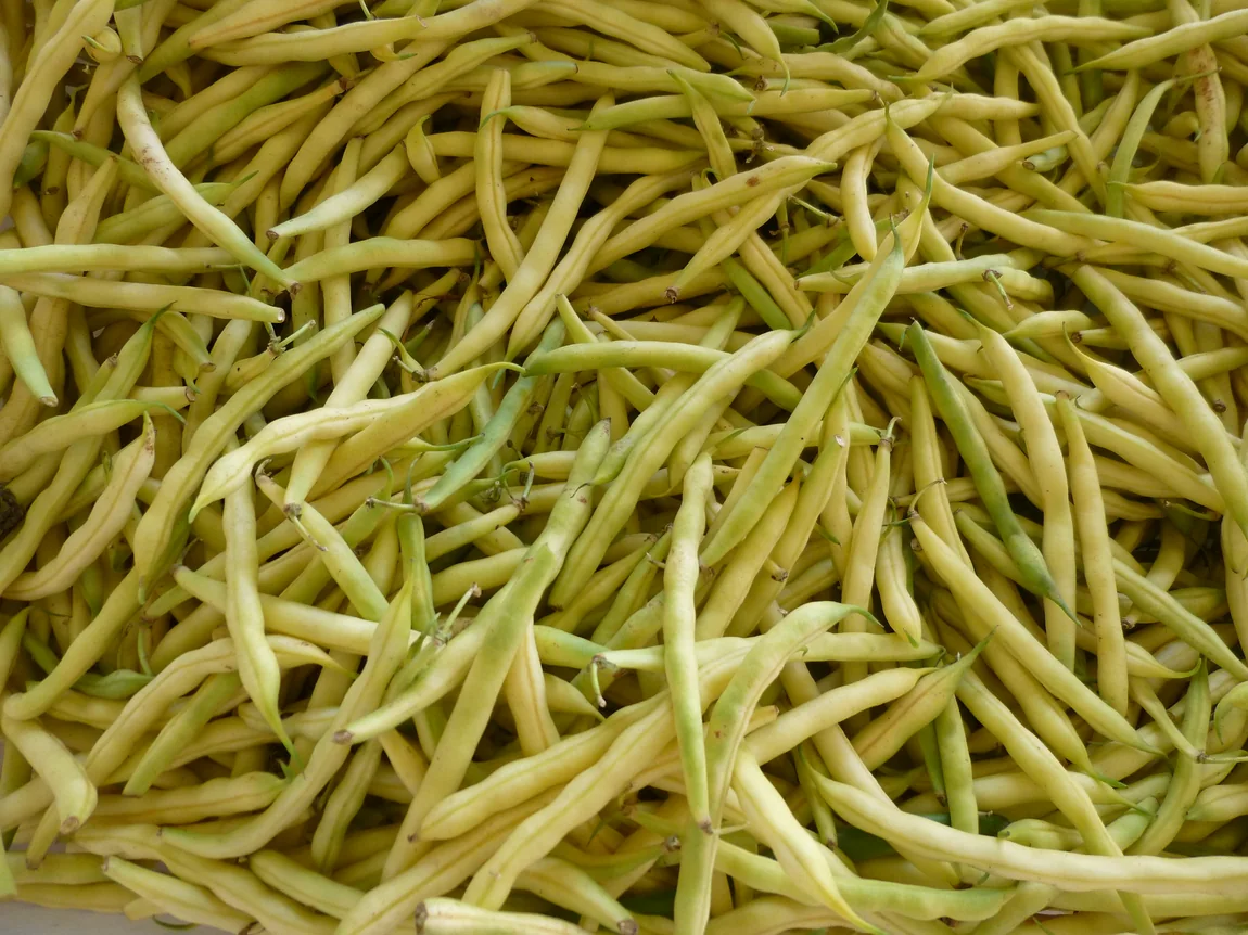 Golden Wax Bush Bean