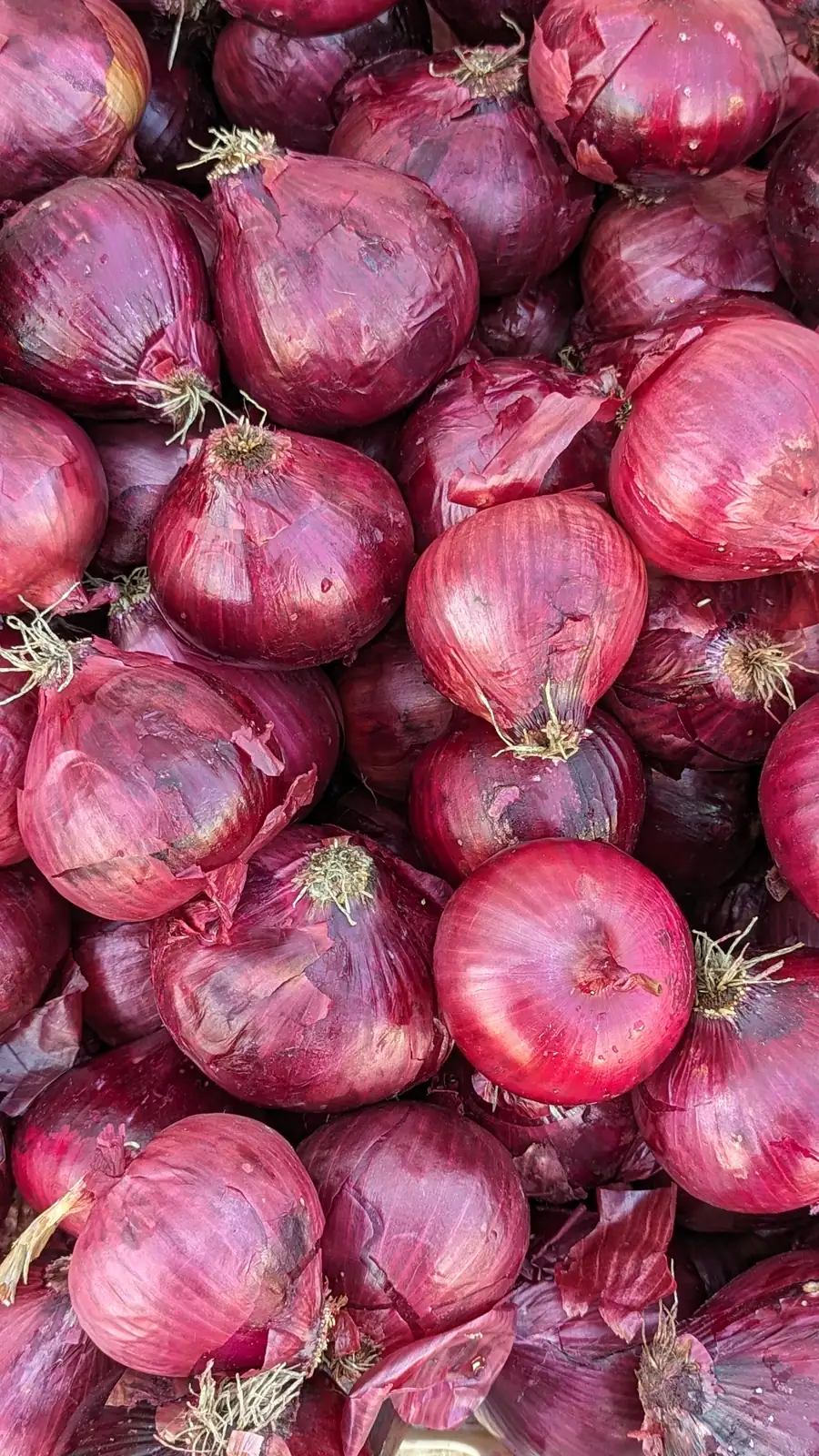 Grano Red Onions