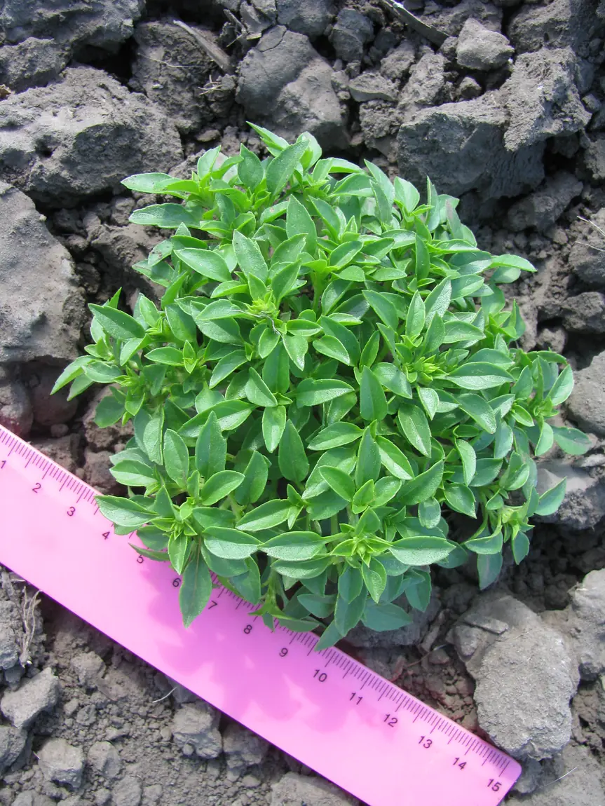 Greek Basil
