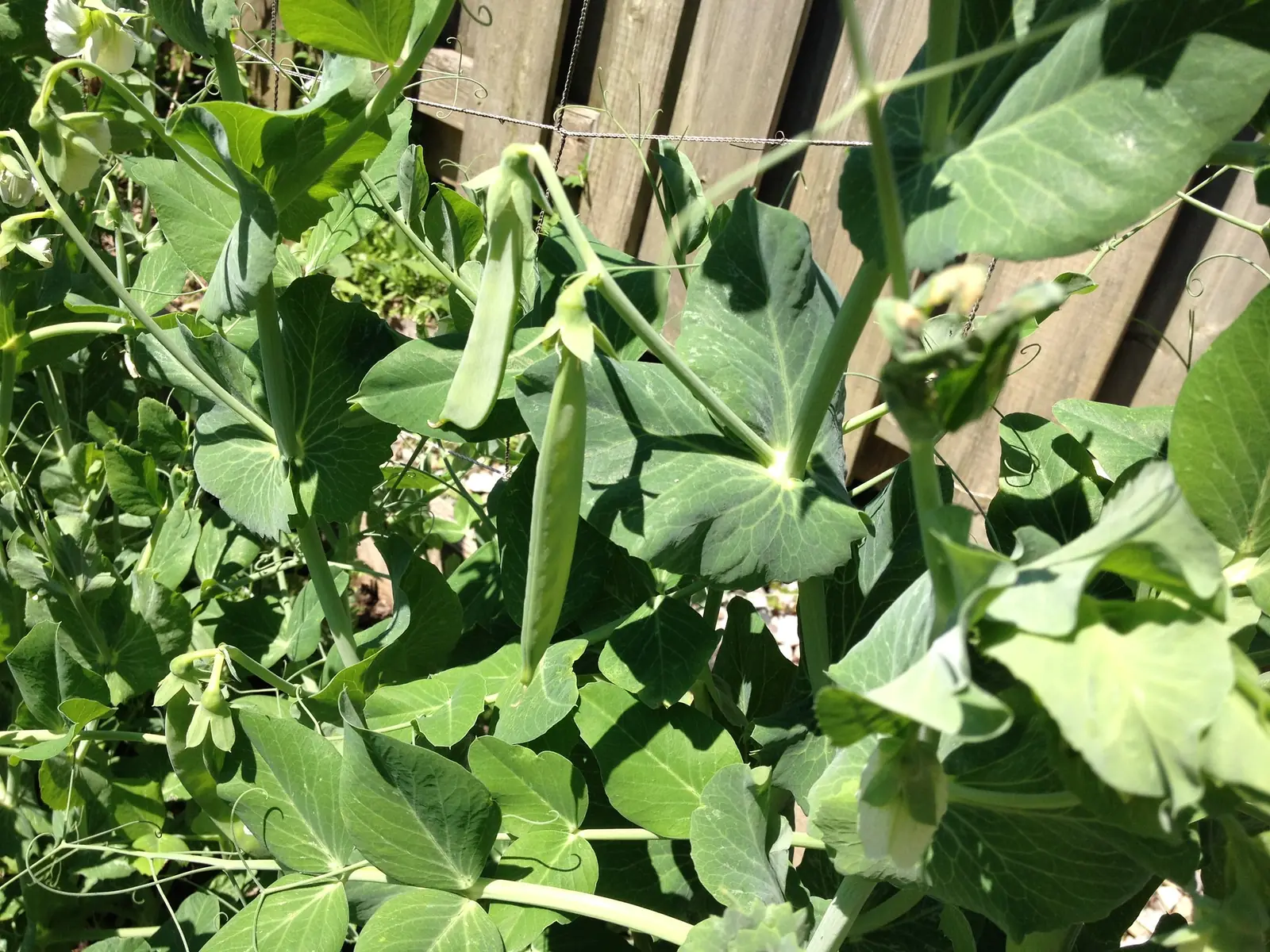 Green Arrow Pea