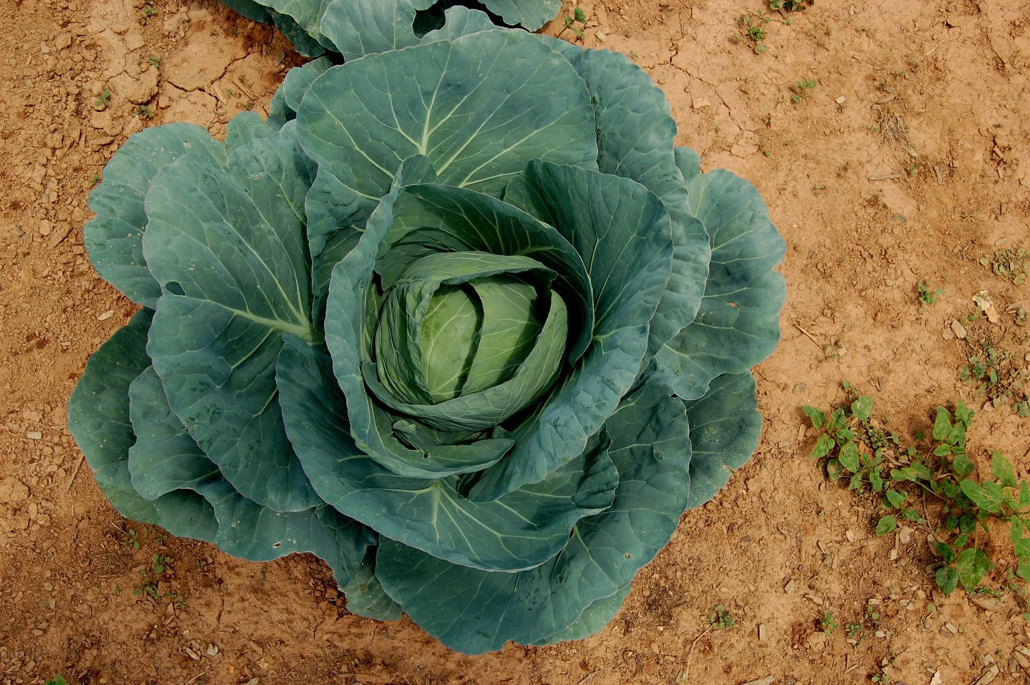 Green Cabbage