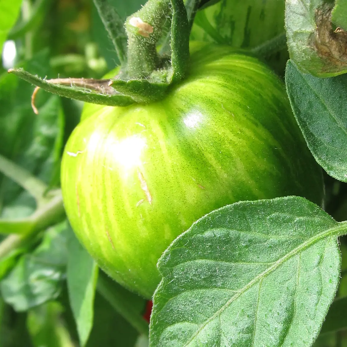 Green Envy Tomatoes