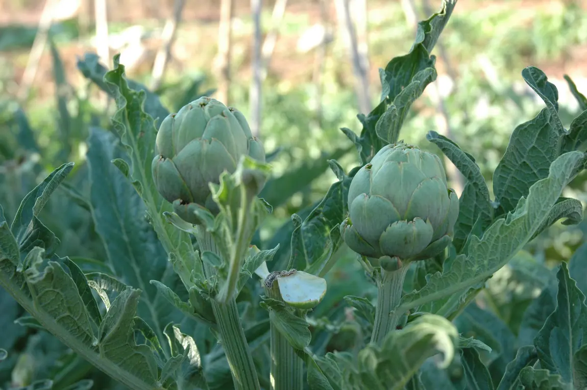 Green Globe Artichoke