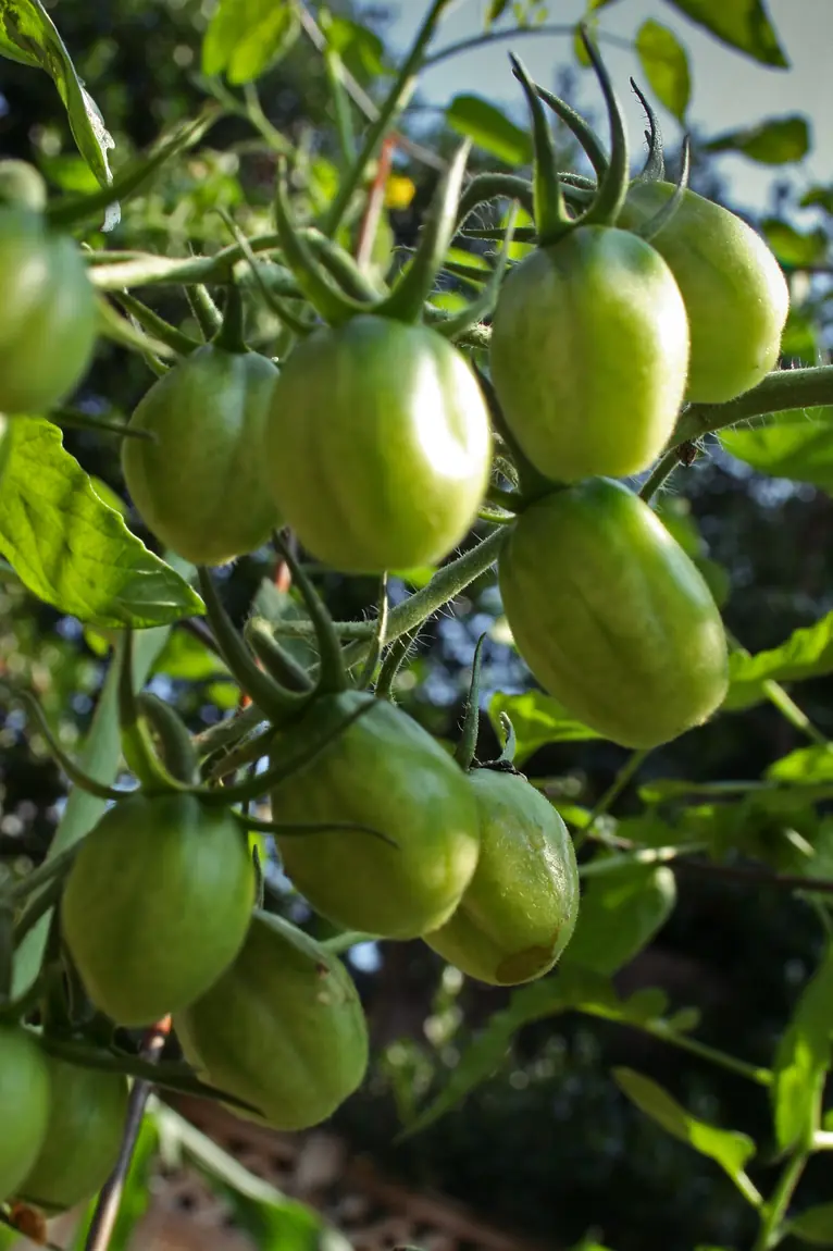 Green Grape Tomatoes