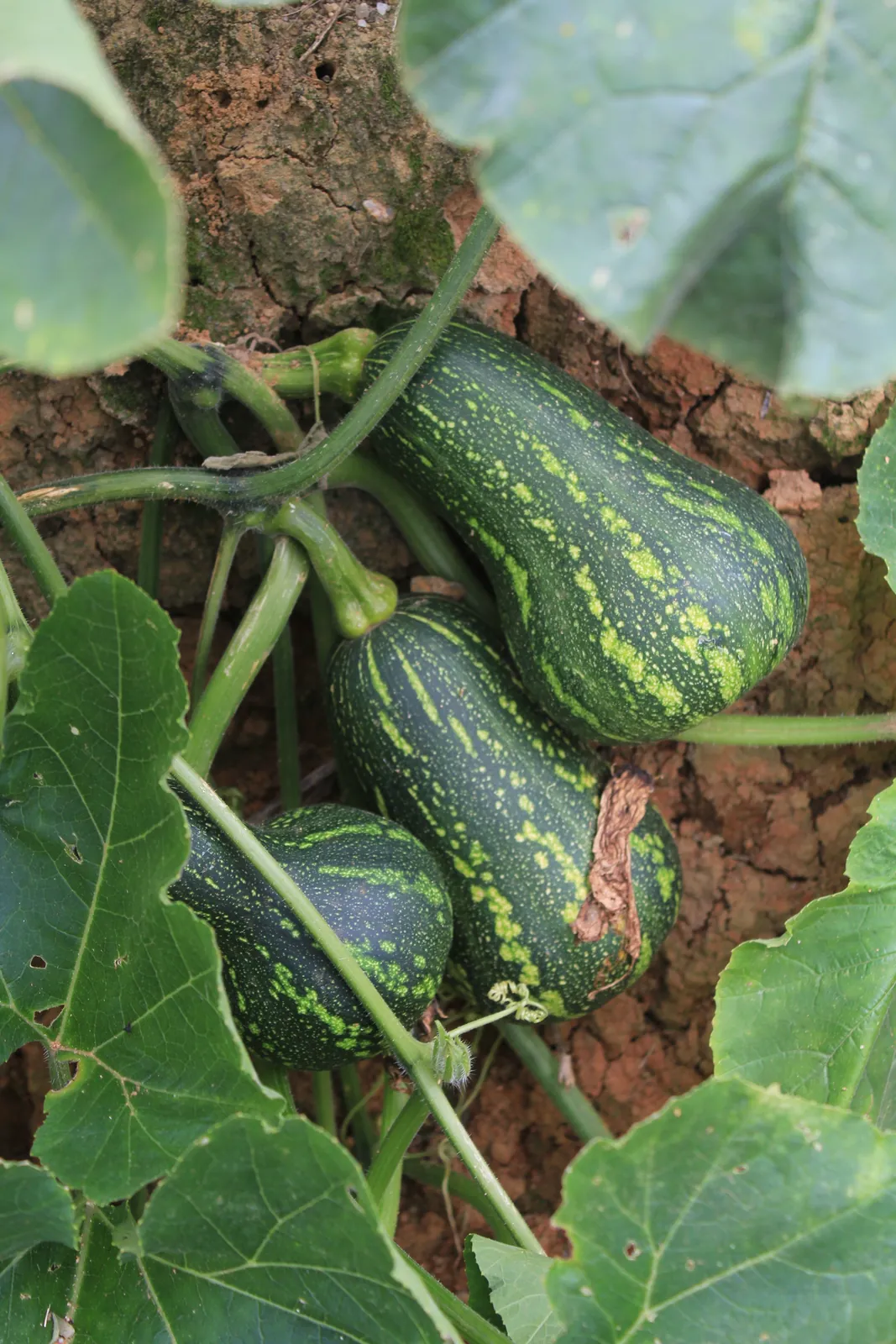 Green Hubbard Winter Squash