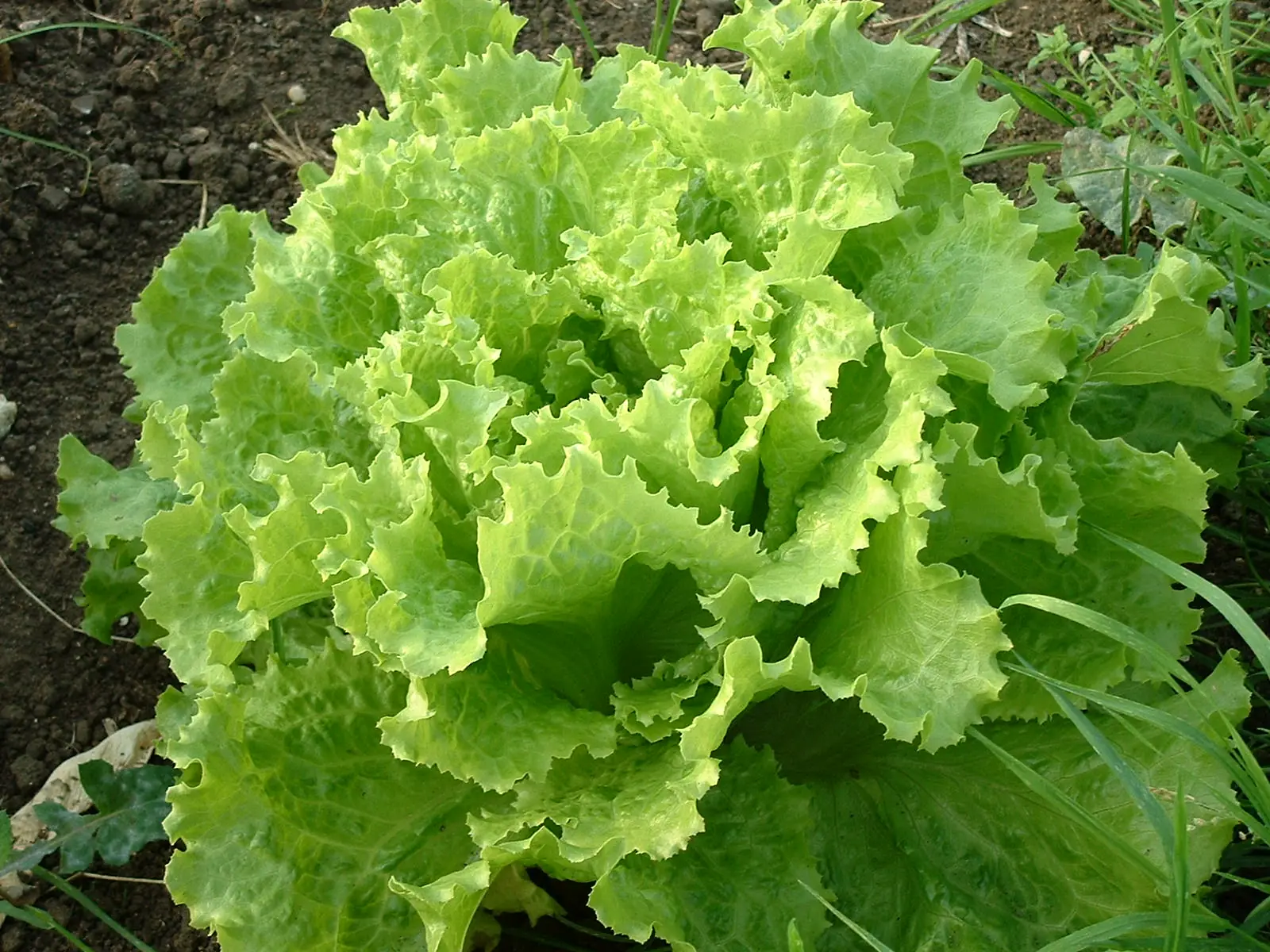 Green Ice