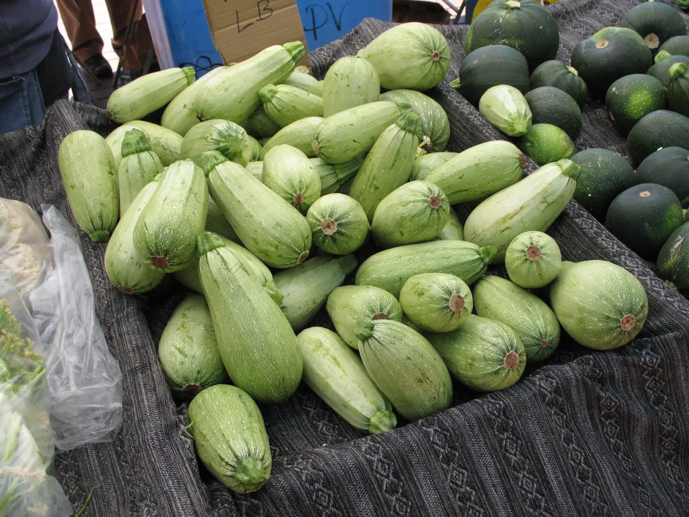 Green Marrow Summer Squash