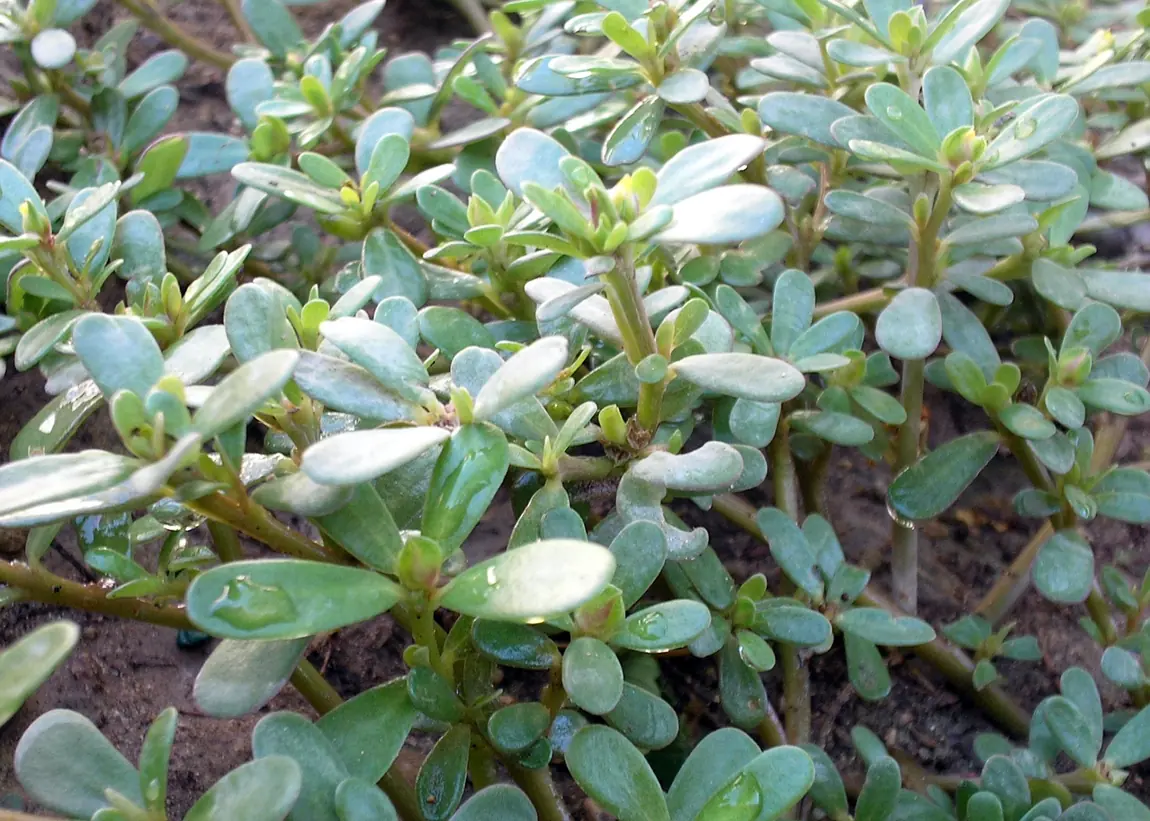 Green Purslane