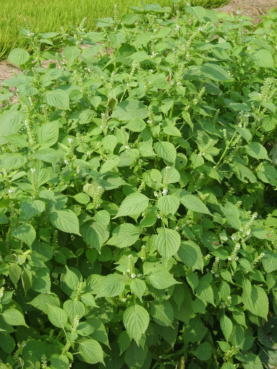 Green shiso leaves