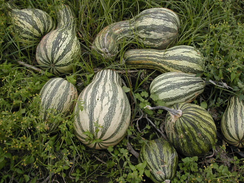 Green Striped Cushaw Crookneck Winter Squash