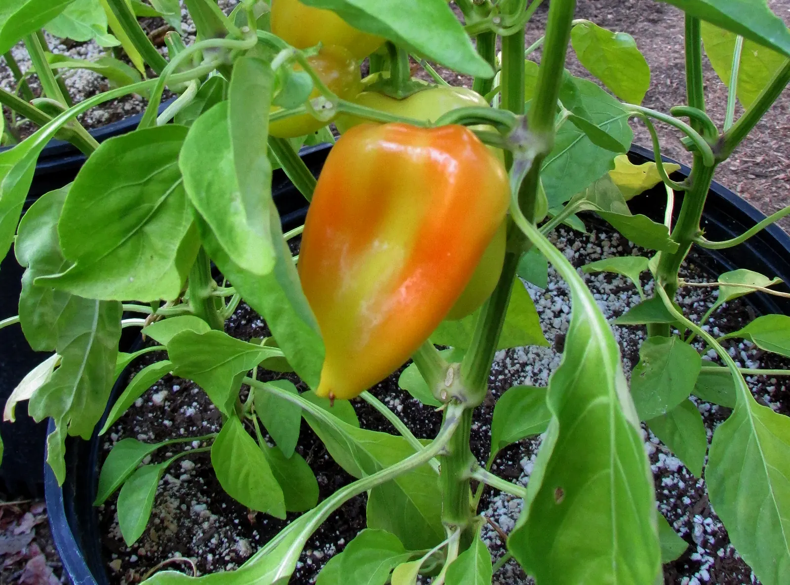 Gypsy Peppers