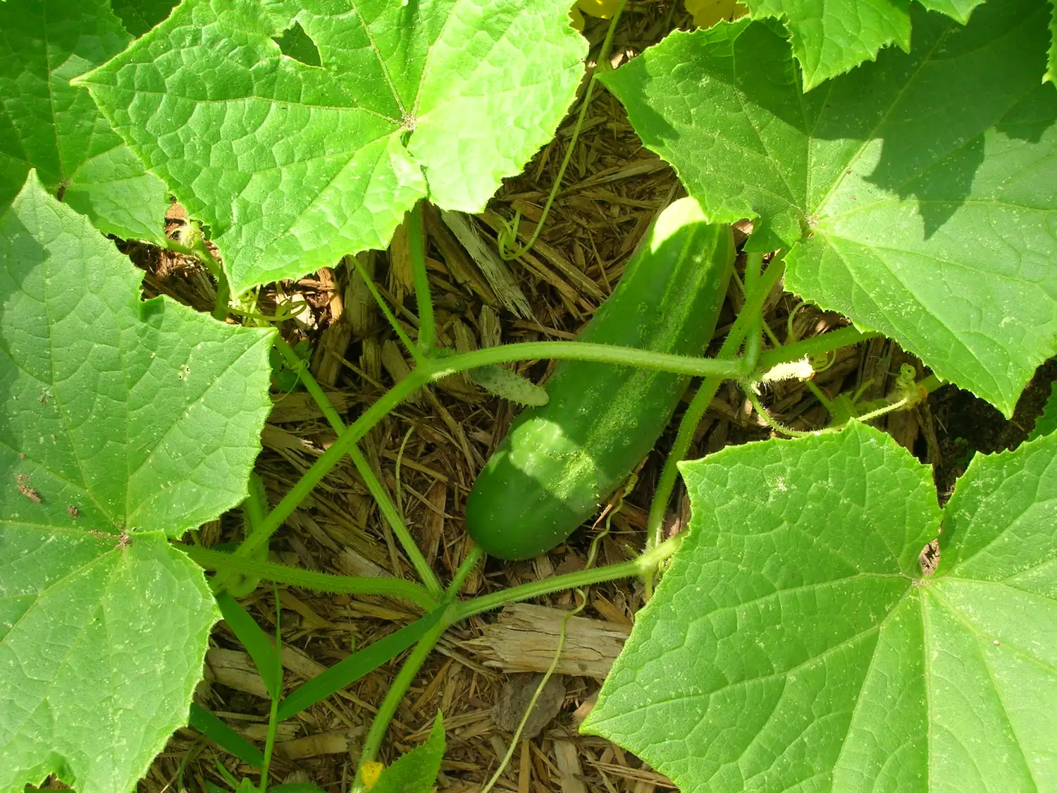 H-19 Little Leaf Cucumbers