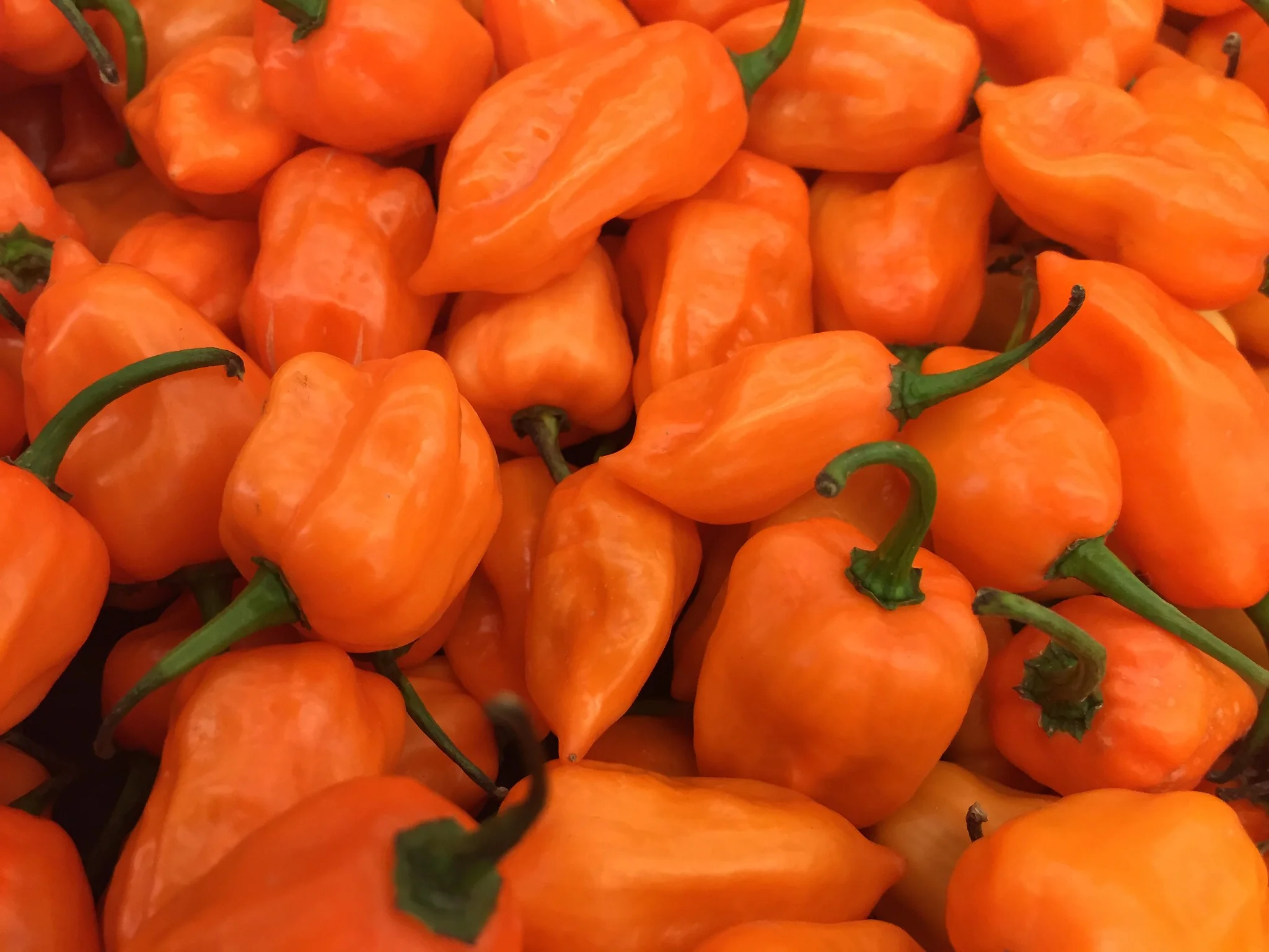 Habanero Pepper