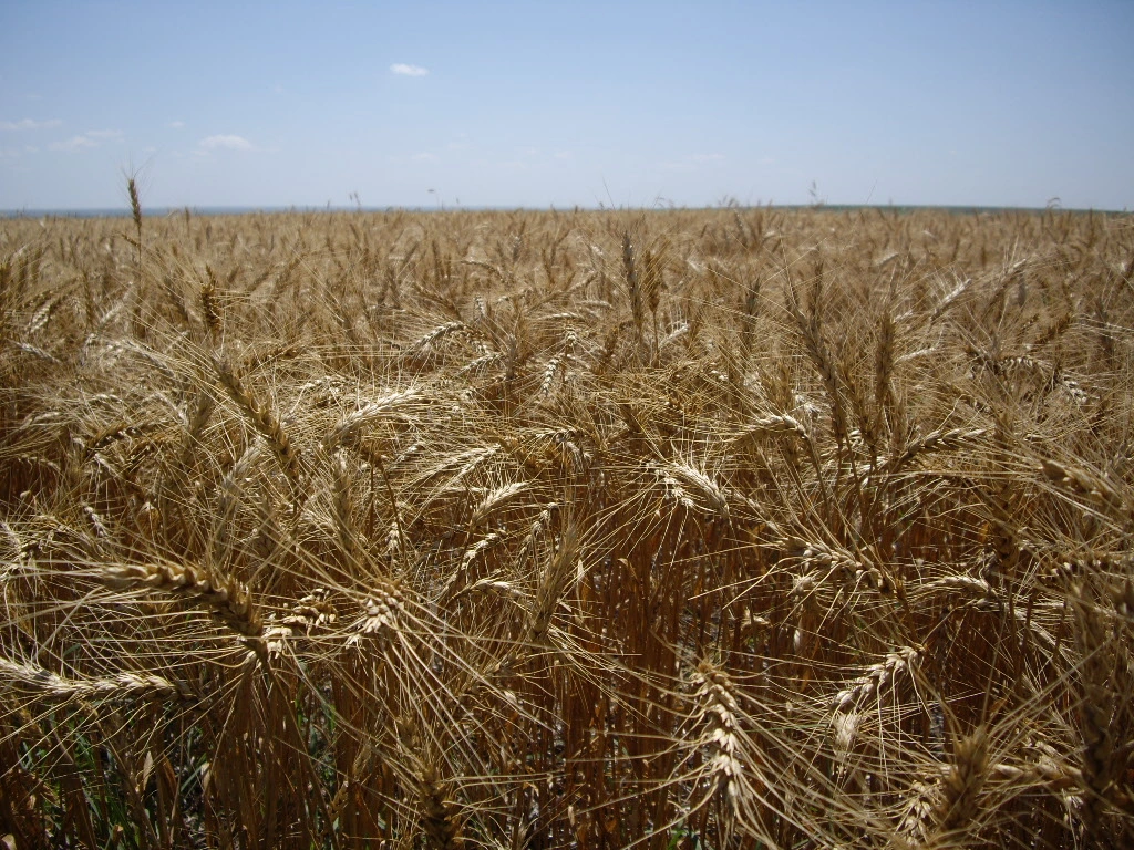Hard Red Wheat Cover Crop