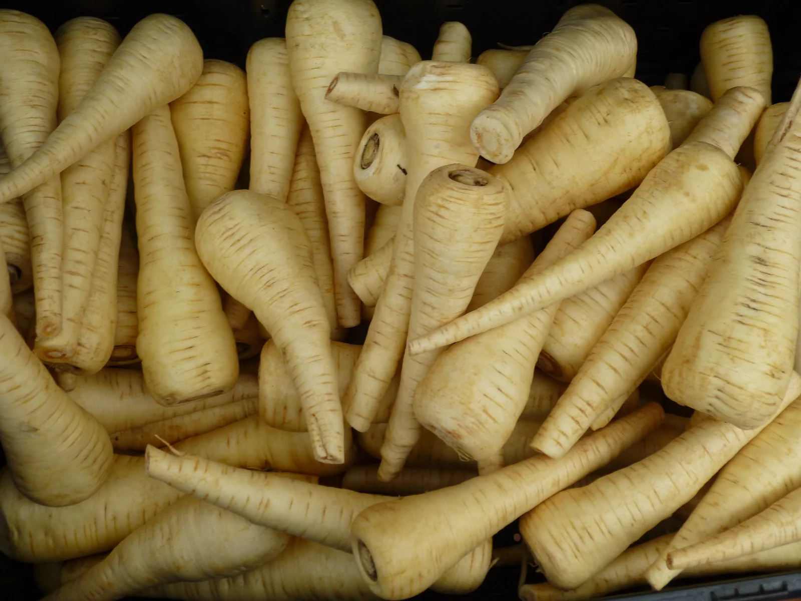 Harris Model Parsnips
