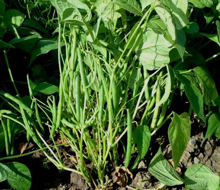 Harvester Bush Bean