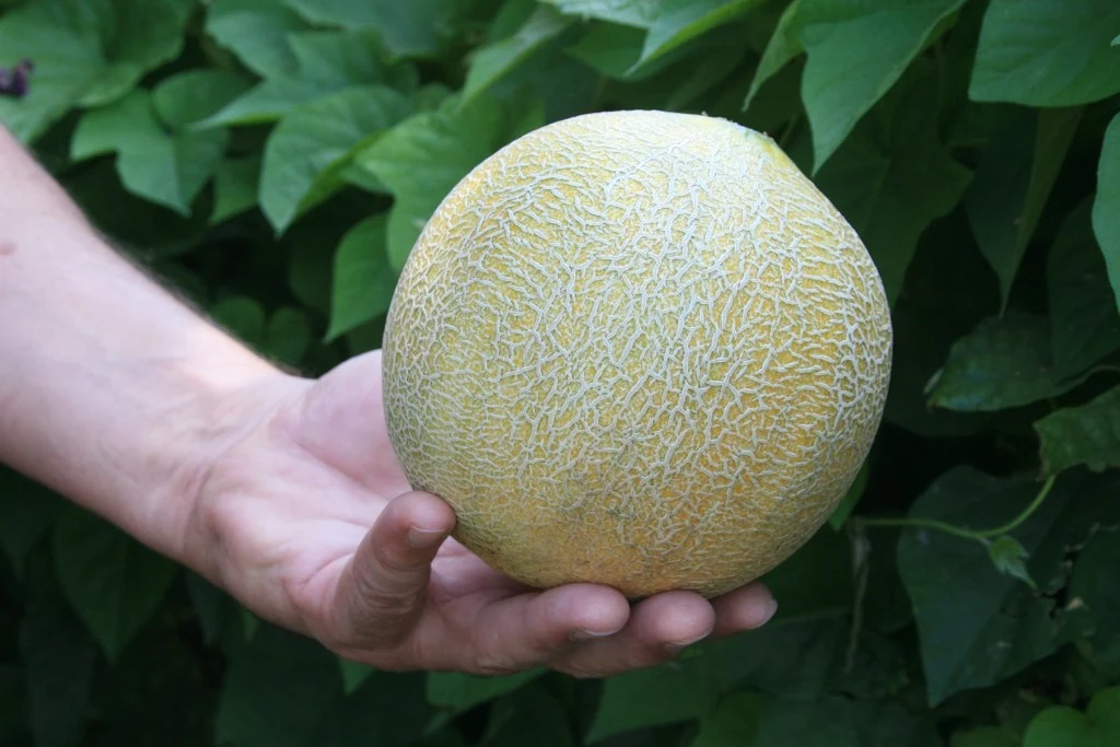 Heart of Gold Cantaloupe Melon