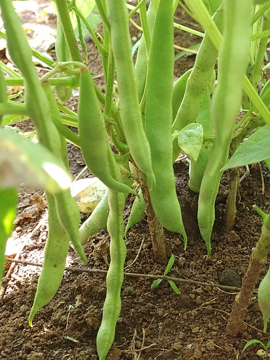 Henderson Bush Lima Bean