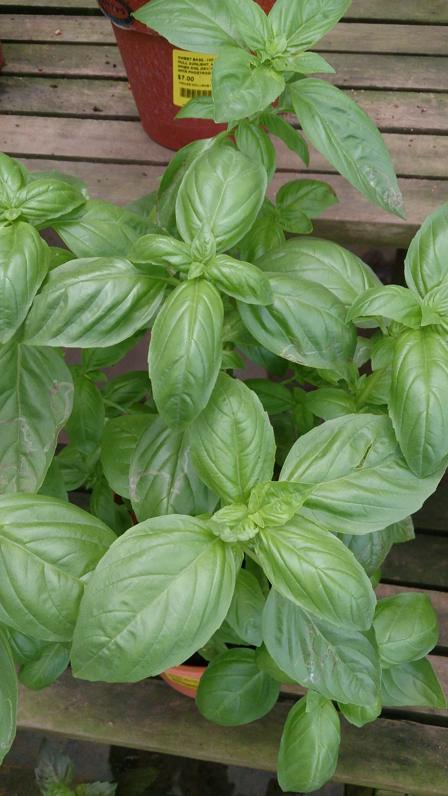 Basil Herb Mix