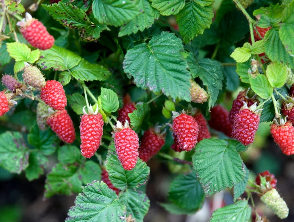 Heritage Raspberry