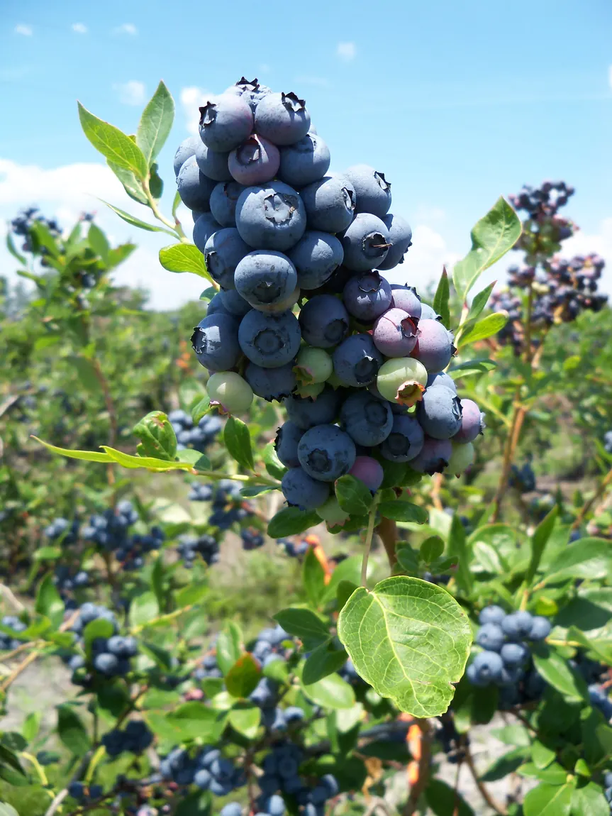 Highbush Blueberries
