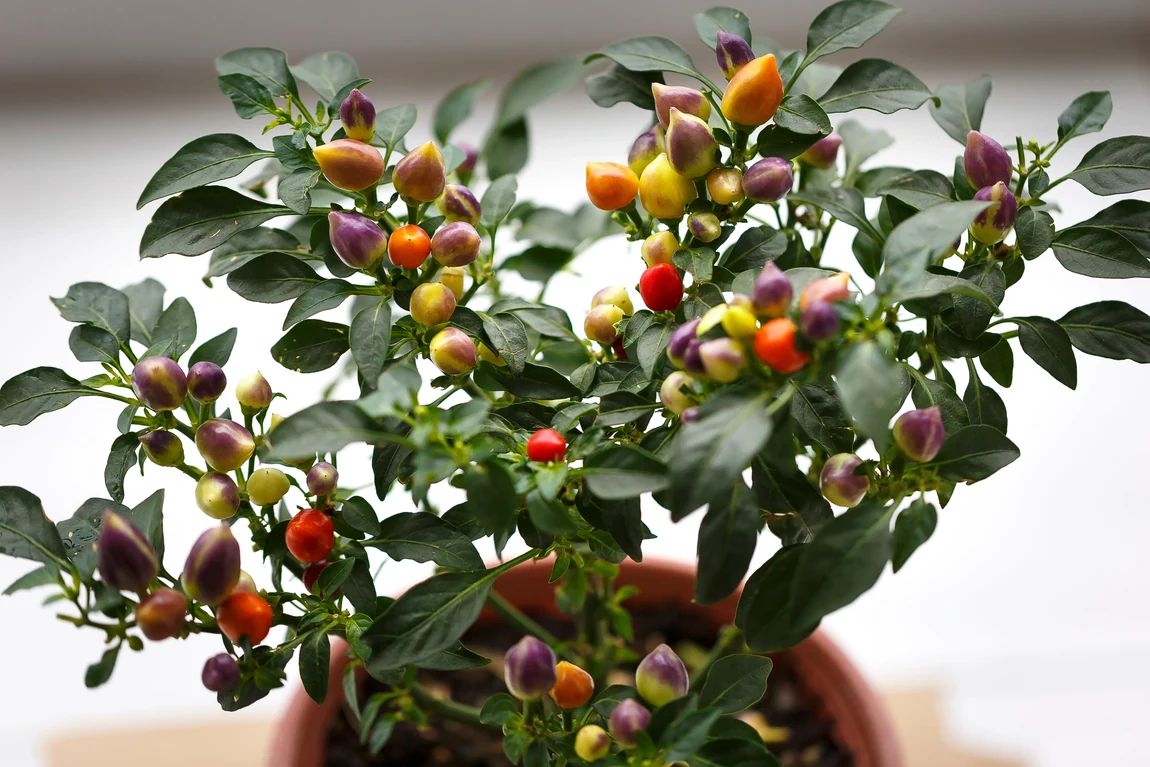 Holiday Marbles Hot Peppers