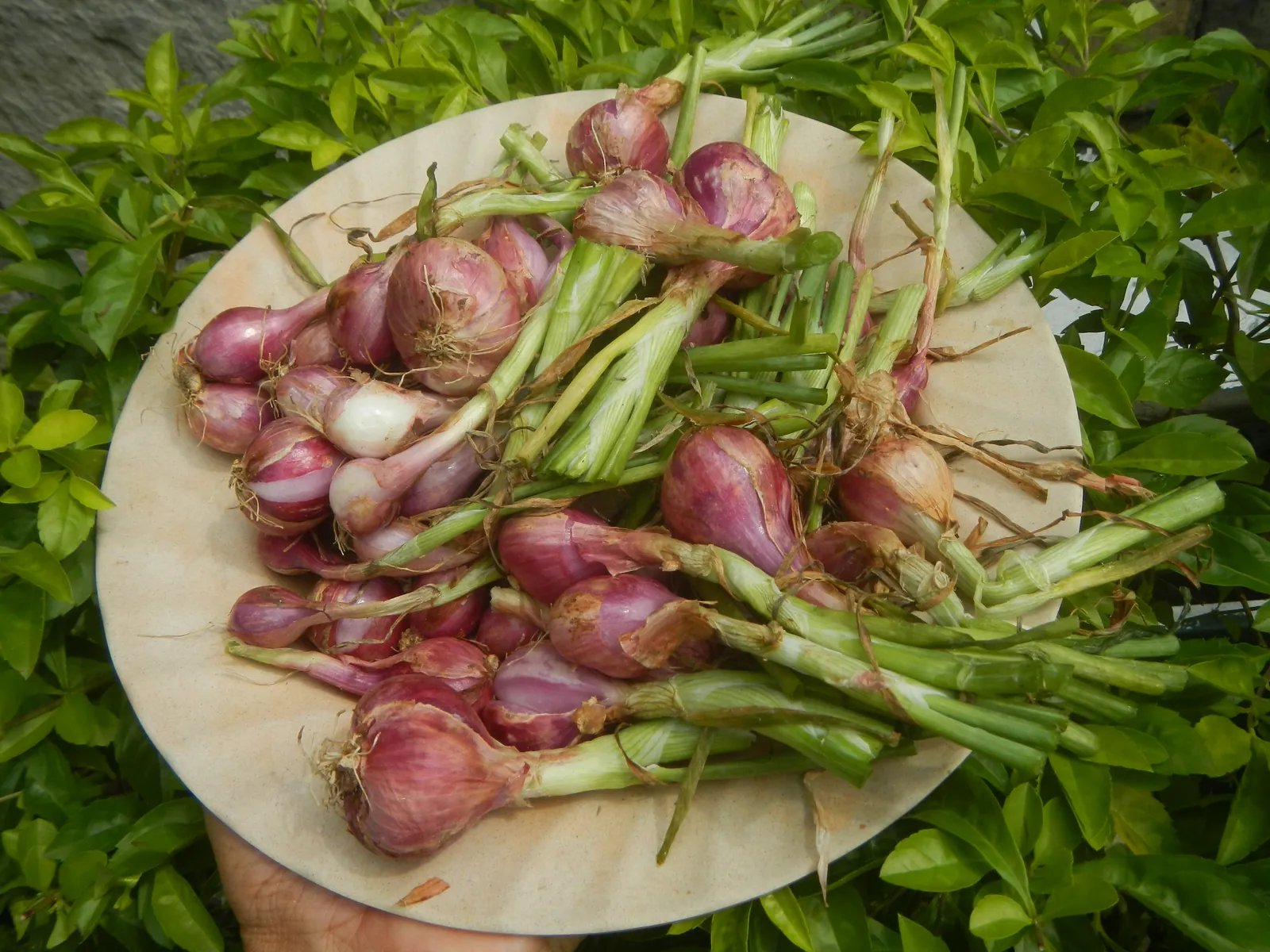 Holland Red Shallots