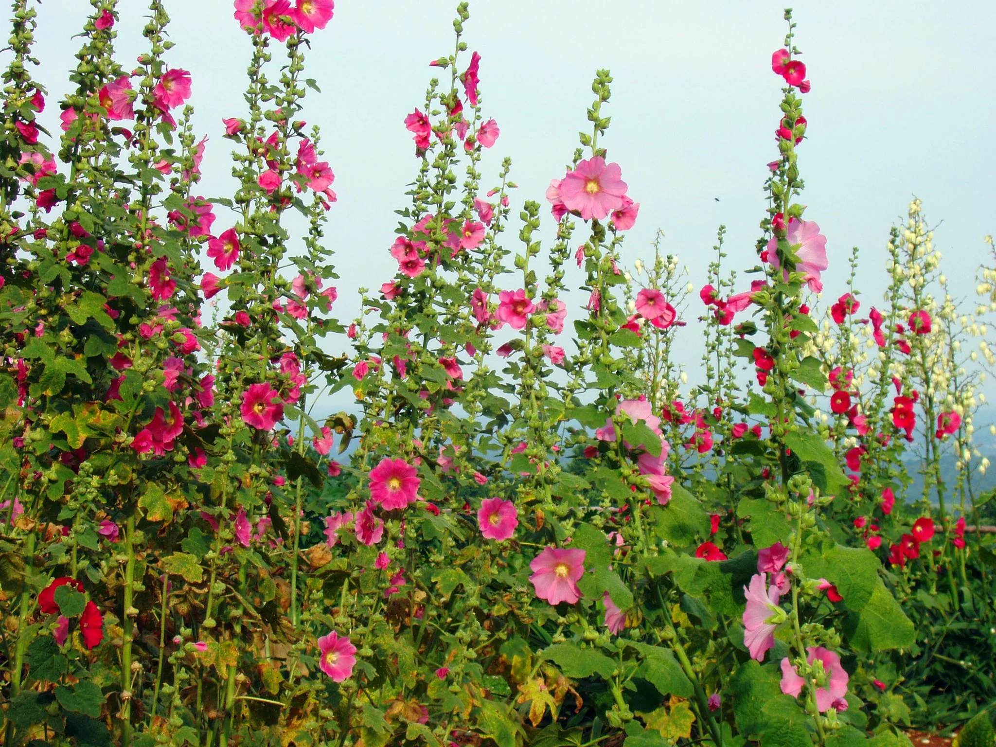 Indian Spring Mix Hollyhock Flowers