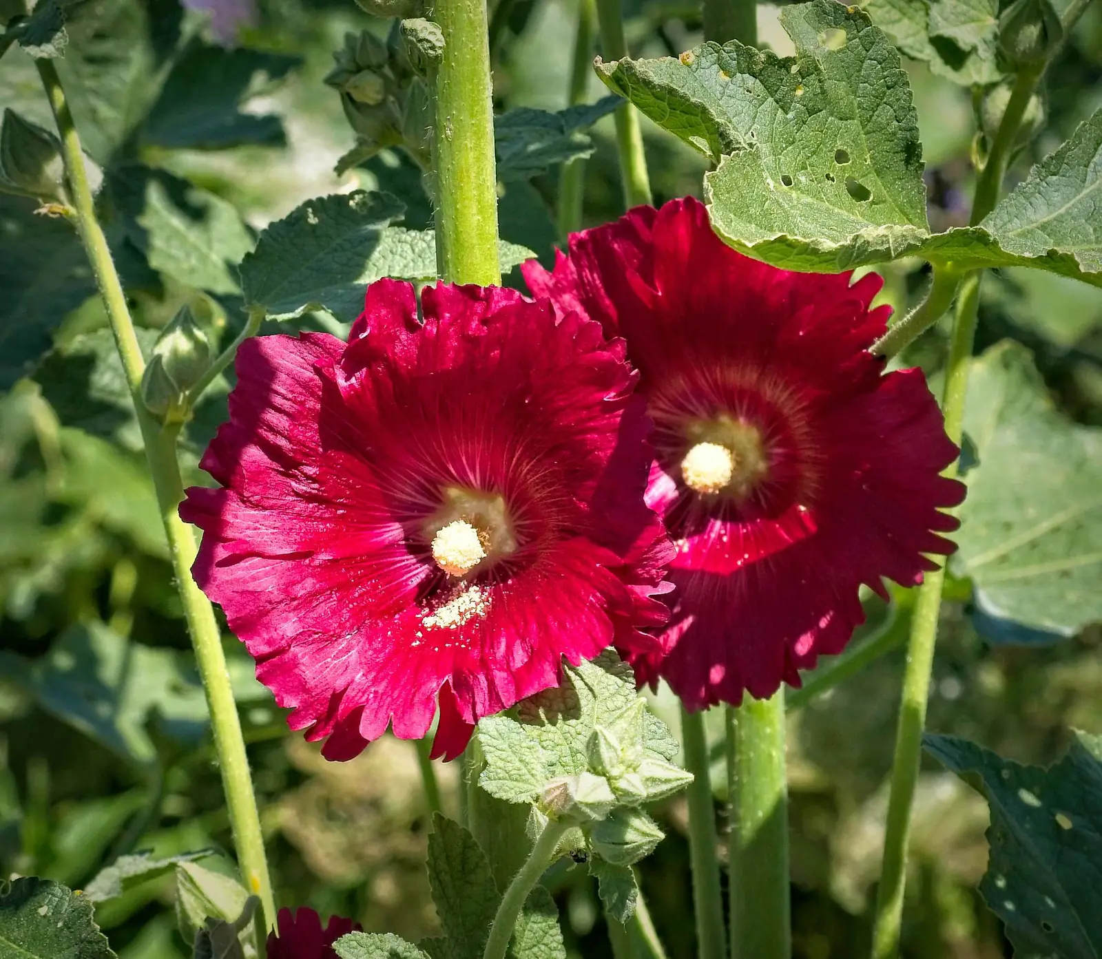 Summer Carnival Mix Hollyhock Flowers