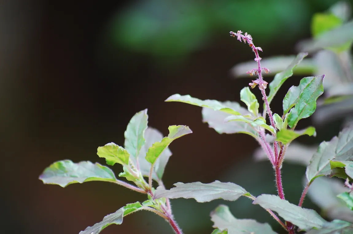 Kapoor Tulsi (Holy Basil)