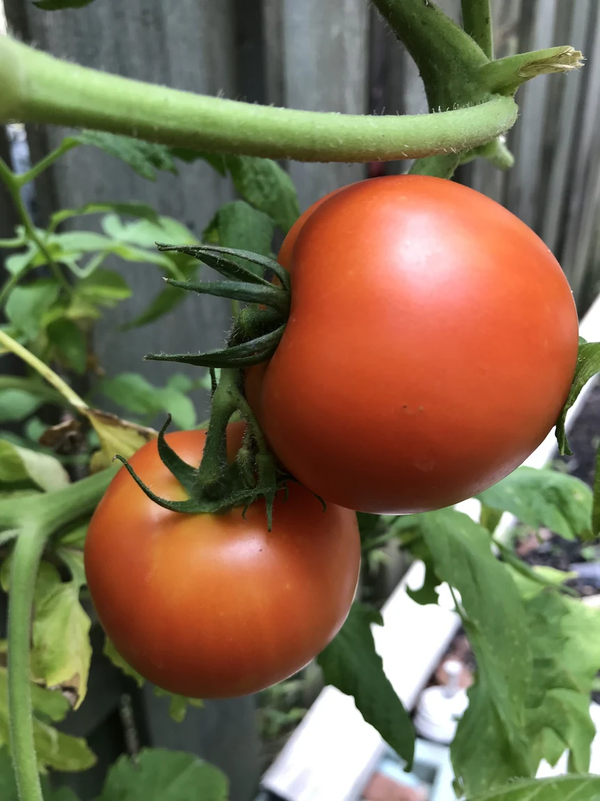 Homestead Tomatoes