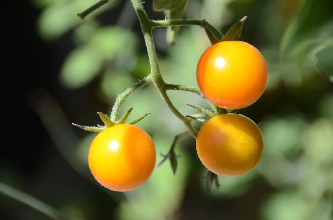 Honey Bee Tomatoes