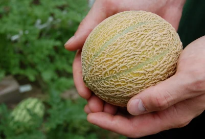Honey Rock Cantaloupe Melon