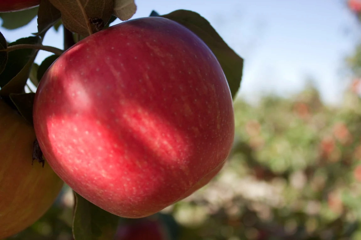 Honeycrisp apple trees