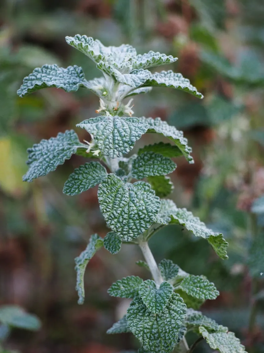 Horehound Herb