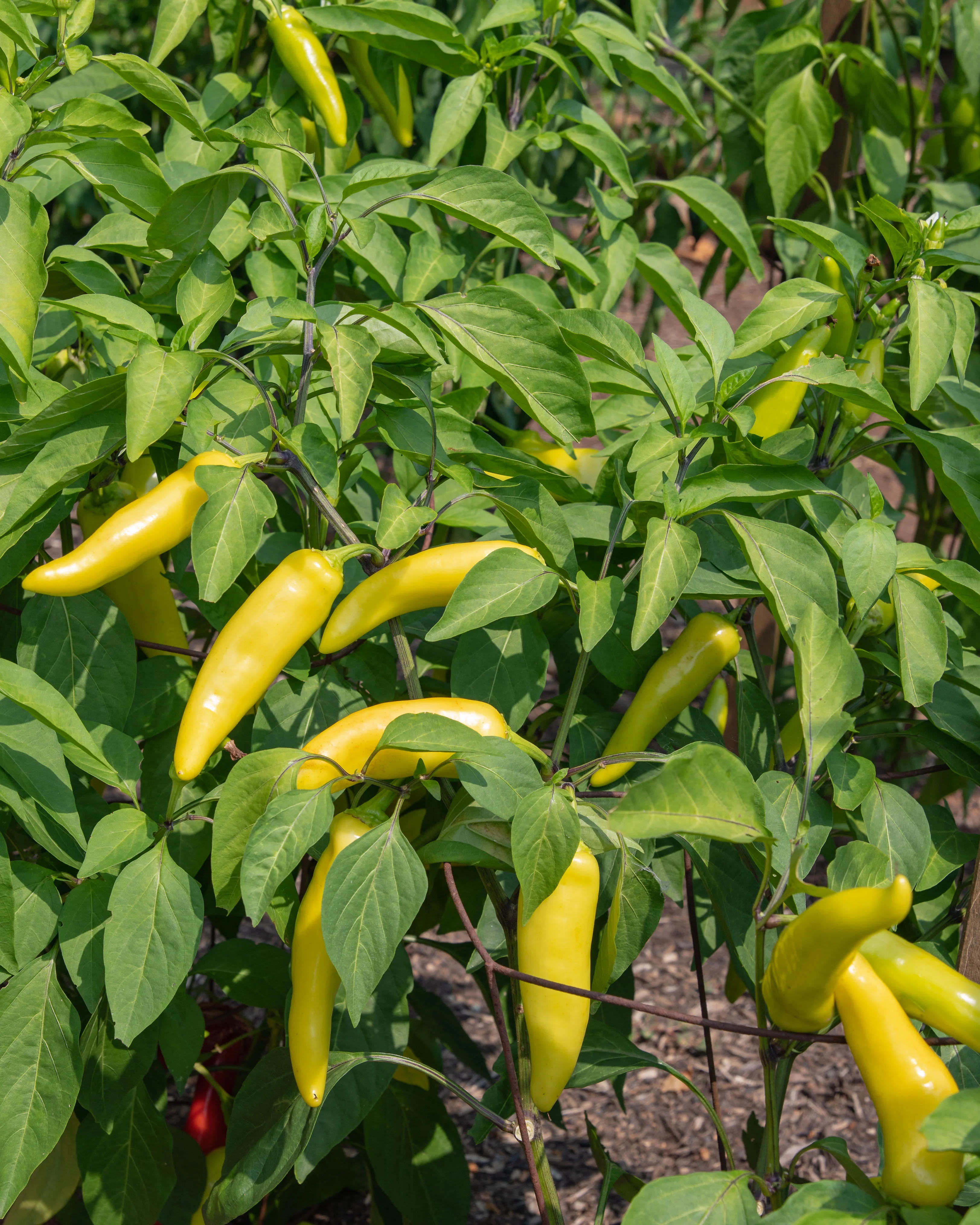 Hungarian Hot Wax Pepper