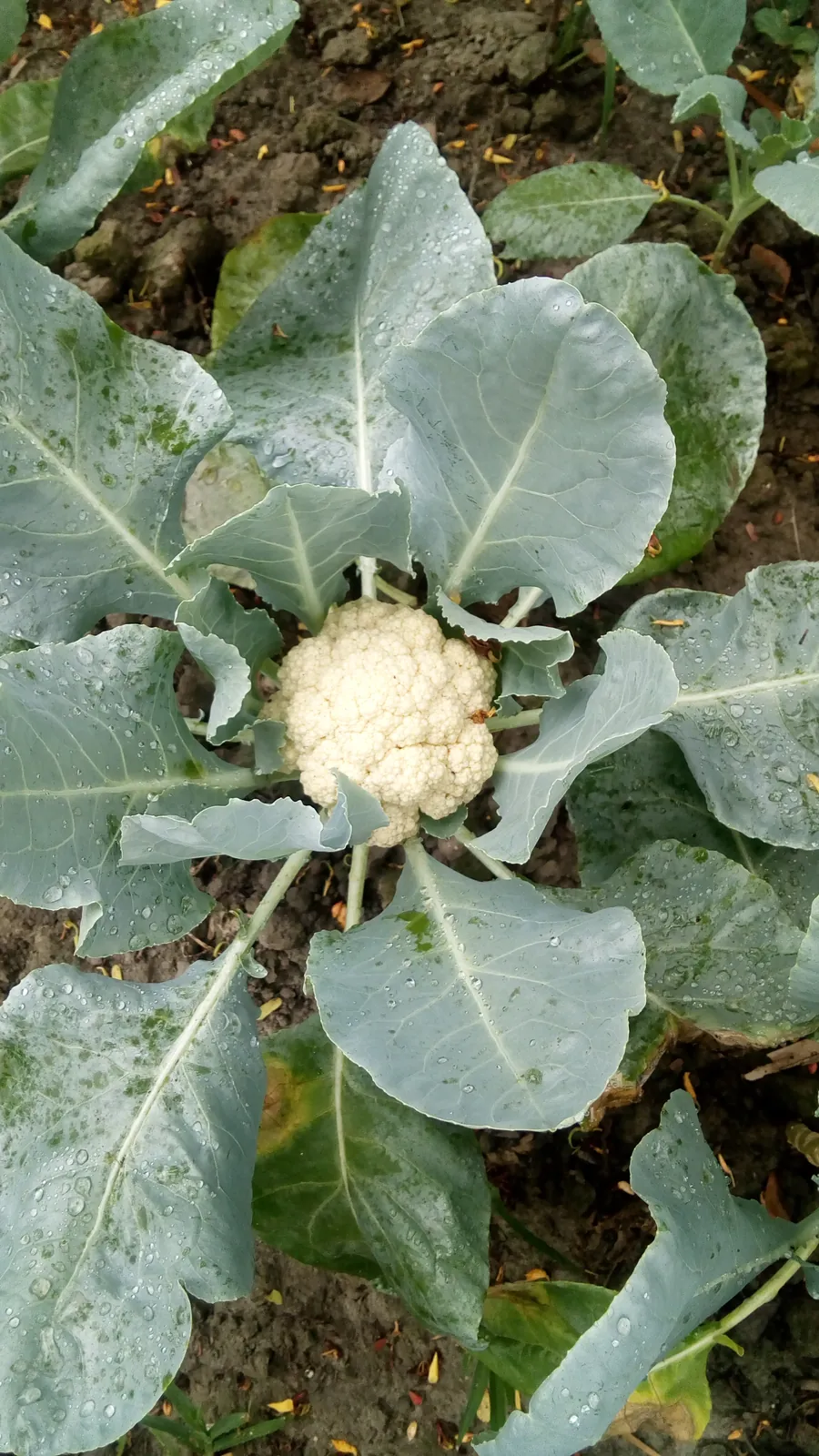 Igloo Cauliflower