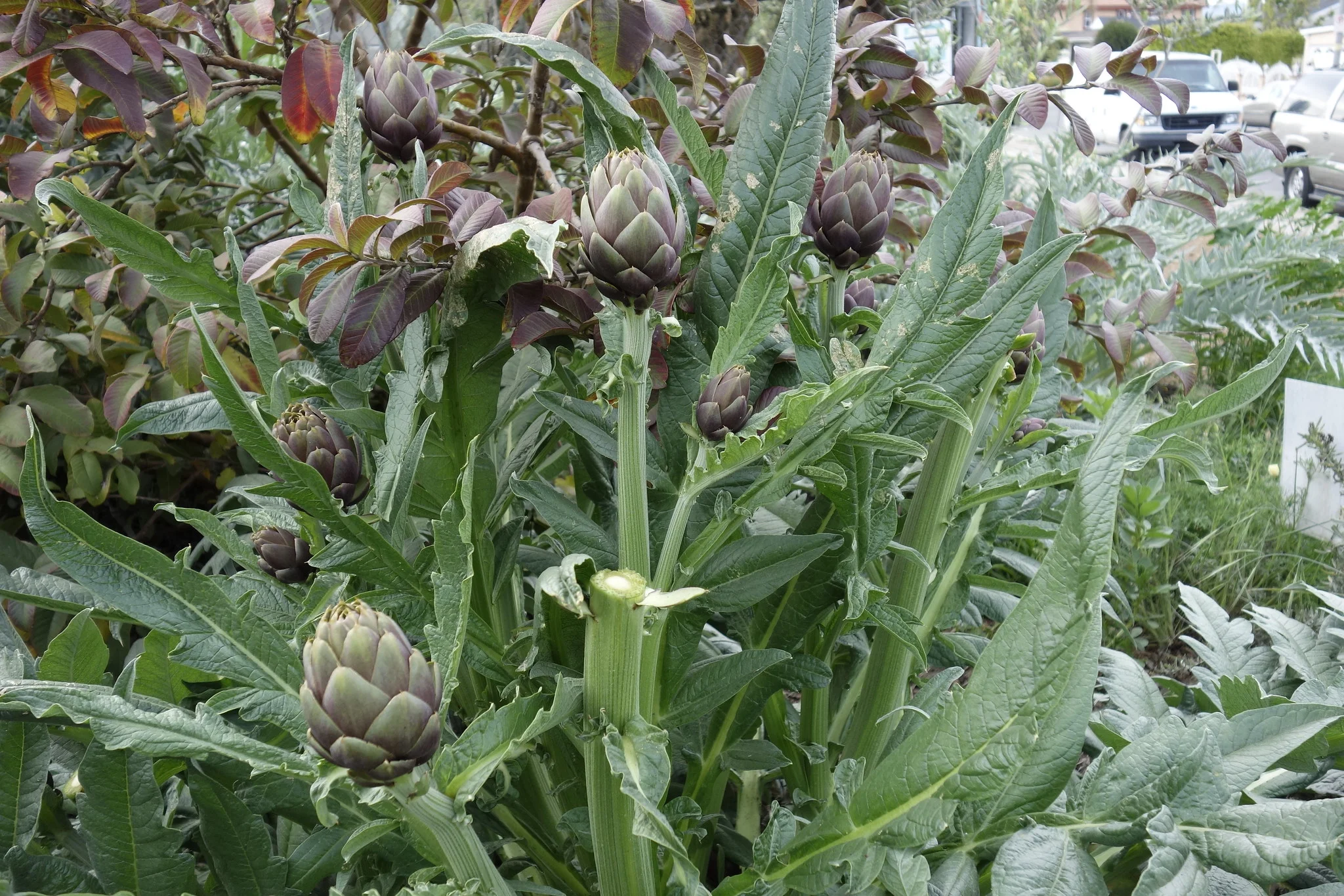 Imperial Star Artichoke